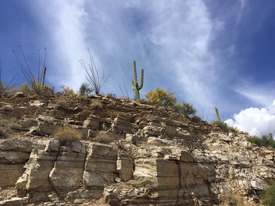 Arizona cactus