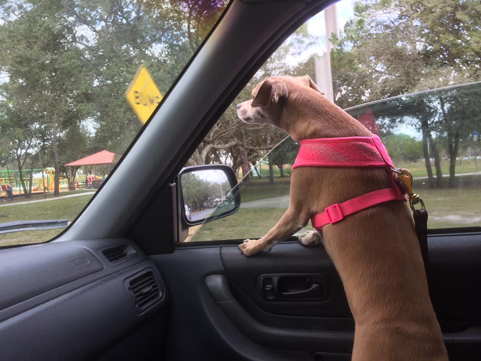 Banjo dog in car window